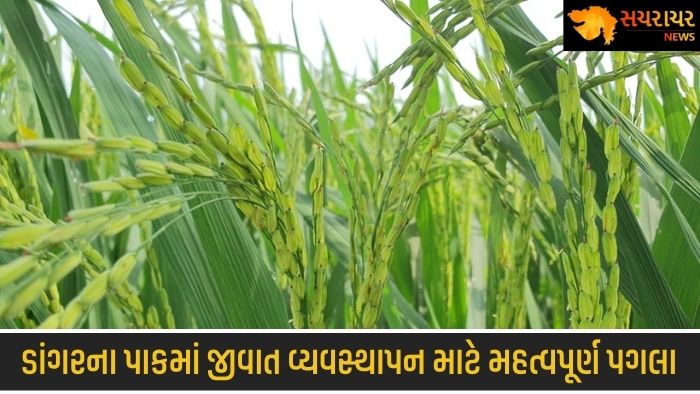 Directorate of Agriculture suggests important steps for pest management in paddy crop
