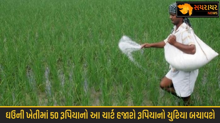 cut urea costs with this simple rs 50 tool in wheat farming
