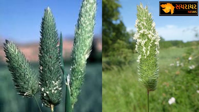 wheat hidden weed phalaris minor threat