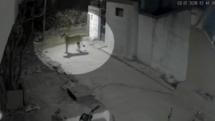 lioness-spotted-in-residential-area-junagadh-gandhigram-cctv-viral