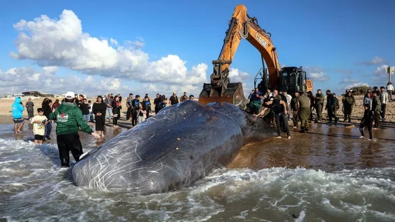 Sperm Whale Israel