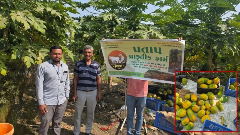 Natural Farming Papaya