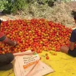 Tomato Price Drop