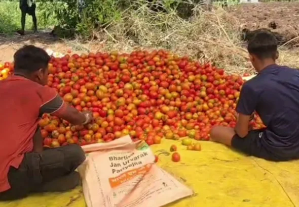 Tomato Price Drop