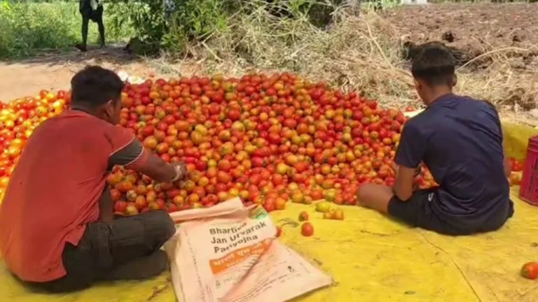 Tomato Price Drop