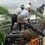 Sugarcane Control Order