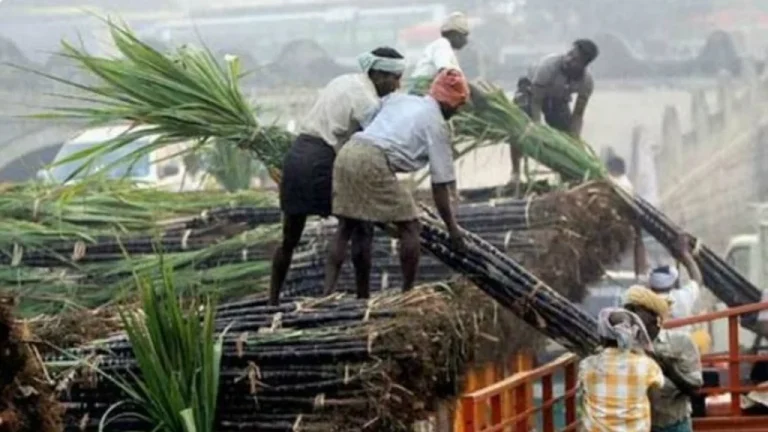 Sugarcane Control Order