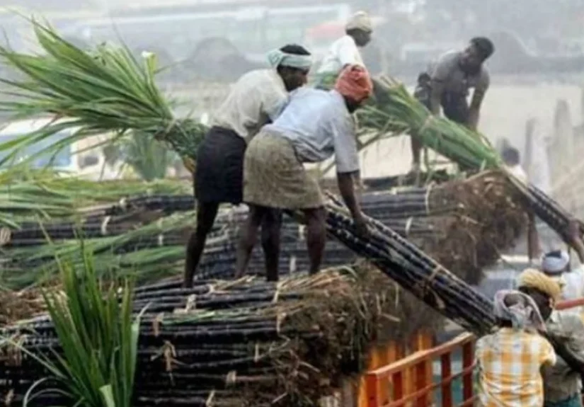 Sugarcane Control Order