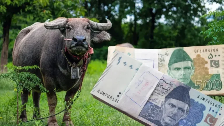 પાકિસ્તાનમાં અનોખો ટેક્સ: ગાય-ભેંસ પાળવા પર દરરોજ ચૂકવવા પડશે 30 રૂપિયા, વિપક્ષે ગણાવ્યો ‘ગોબર ટેક્સ’