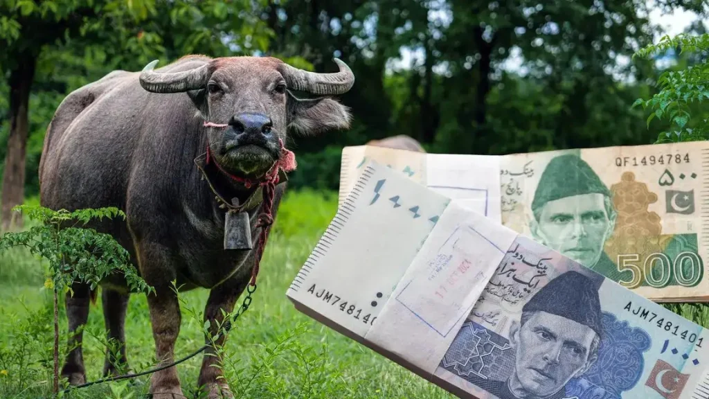 પાકિસ્તાનમાં અનોખો ટેક્સ: ગાય-ભેંસ પાળવા પર દરરોજ ચૂકવવા પડશે 30 રૂપિયા, વિપક્ષે ગણાવ્યો ‘ગોબર ટેક્સ’