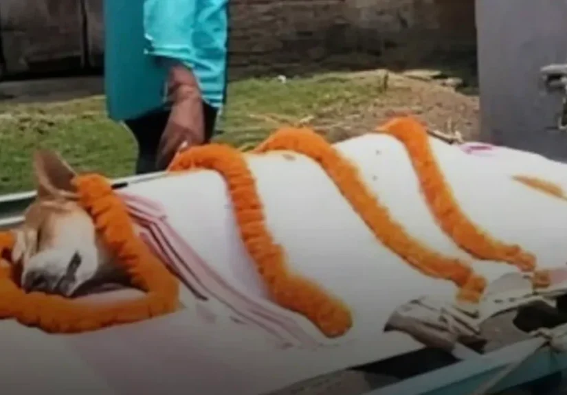 brave-dog-kali-saves-30-students-from-snake-odisha