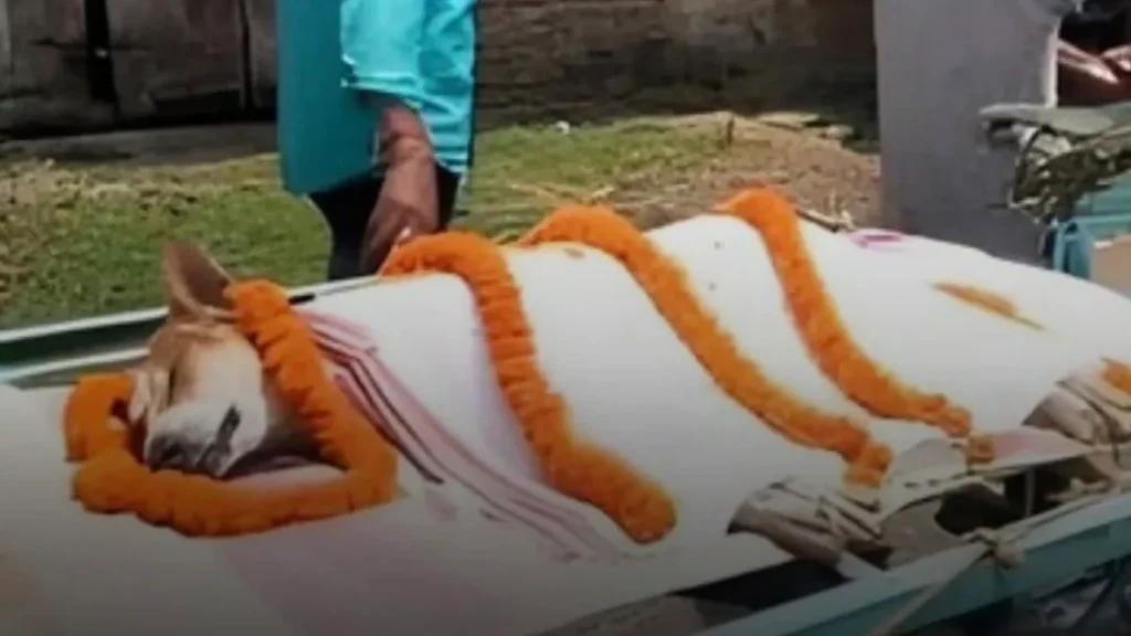 brave-dog-kali-saves-30-students-from-snake-odisha