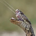 6-7 snake 3