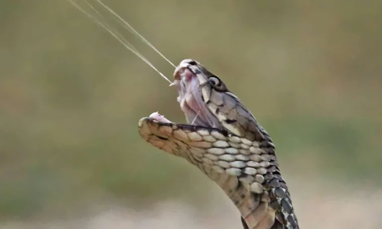 6-7 snake 3