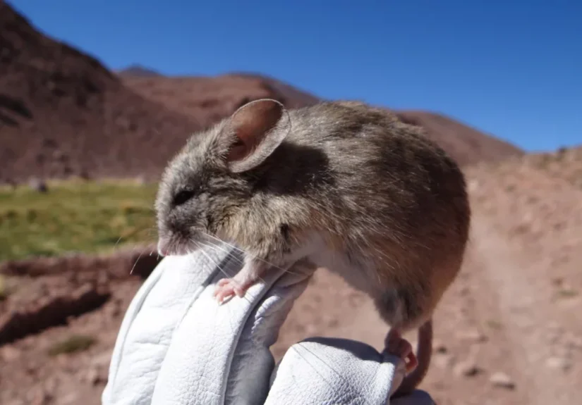 Andean leaf-eared mouse