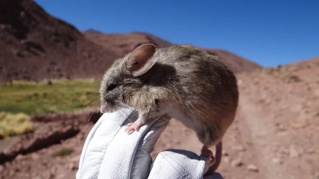 Andean leaf-eared mouse