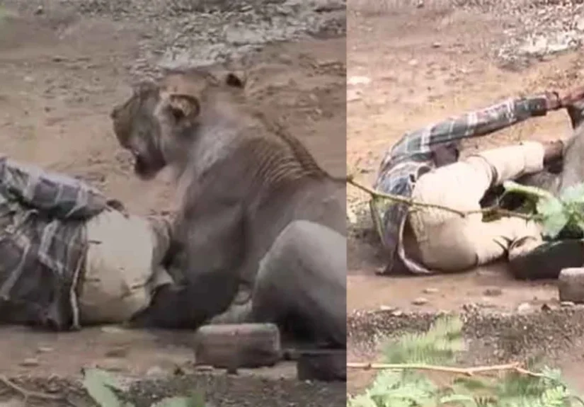 Palitana Lion Attack