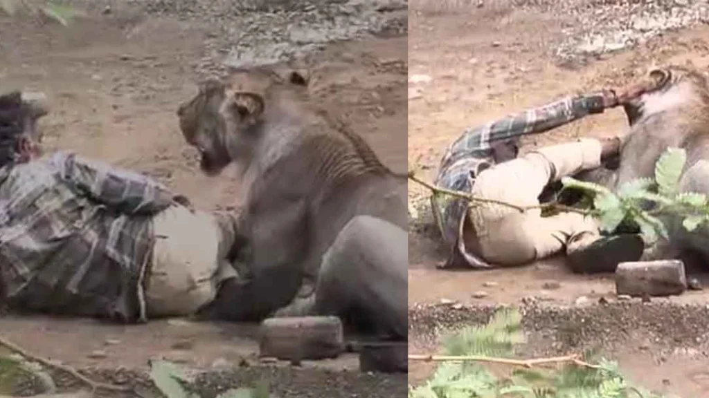 Palitana Lion Attack