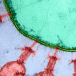 ai-created-viruses-bacteria-arc-institute-stanford-2026