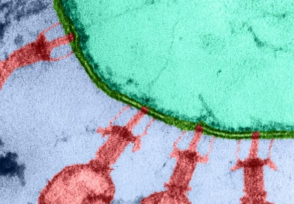 ai-created-viruses-bacteria-arc-institute-stanford-2026