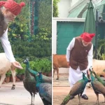 pm-modi-feeds-peacock-and-cows-before-red-fort-video