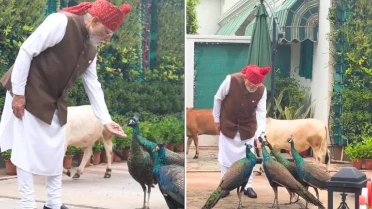 pm-modi-feeds-peacock-and-cows-before-red-fort-video