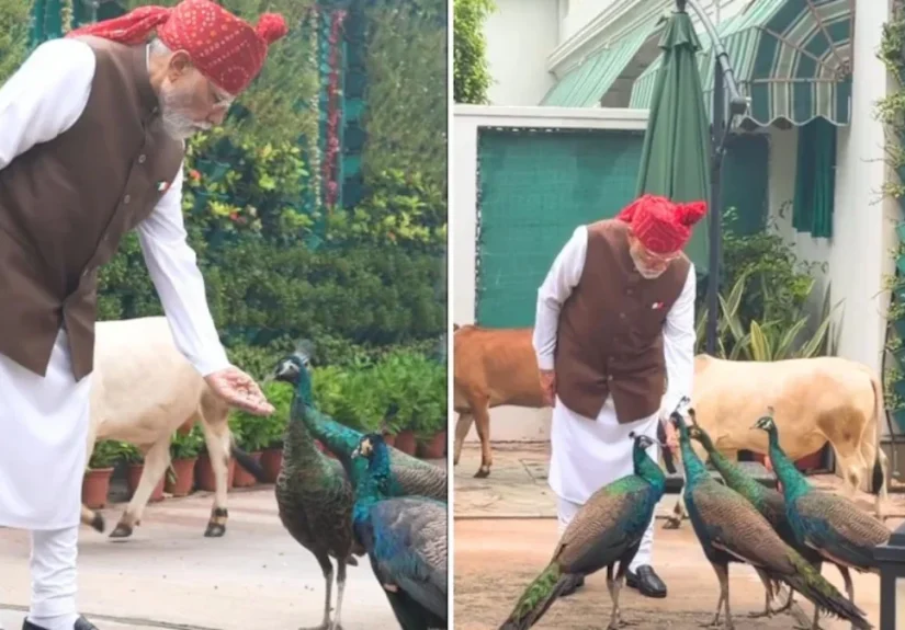 pm-modi-feeds-peacock-and-cows-before-red-fort-video