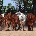 29 cow 4