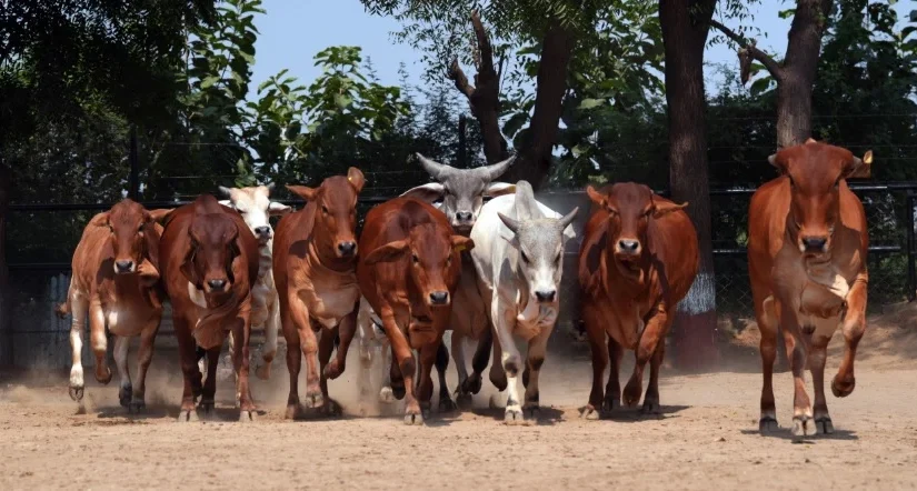 29 cow 4