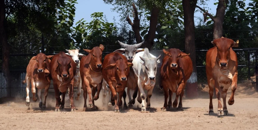 29 cow 4